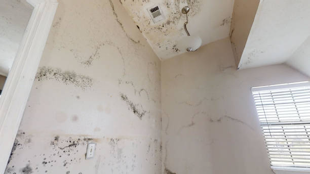 Best Black Mold Removal  in West Liberty, WV