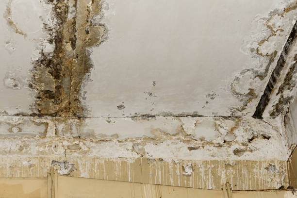 Best Basement Mold Removal  in West Liberty, WV